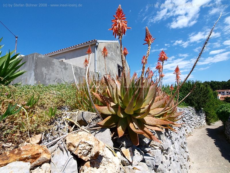 Blumenpracht im Frhjahr auf der Insel Losinj